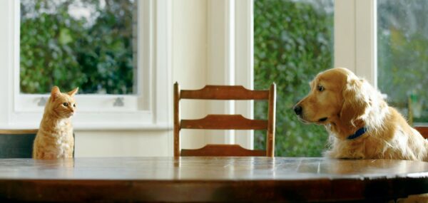 A cat and a dog sitting at a table and looking at each other.